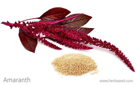  Amaranth: Quelle Importance Exceptionnelle pour l'Industrie Alimentaire et la Nutrition Durable?