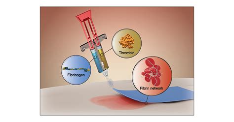 Fibrin: Un Biomatériau Polyvalent pour les Applications Médicales Avancées !