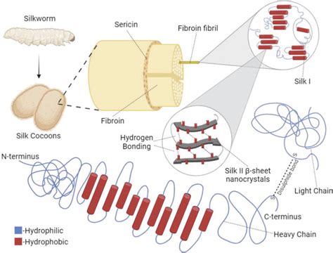  Silk Fibroin: Biocompatible Filament for Innovative Tissue Engineering Applications!